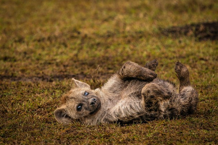 042 Masai Mara, gevlekte hyena.jpg